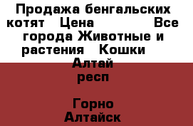 Продажа бенгальских котят › Цена ­ 20 000 - Все города Животные и растения » Кошки   . Алтай респ.,Горно-Алтайск г.